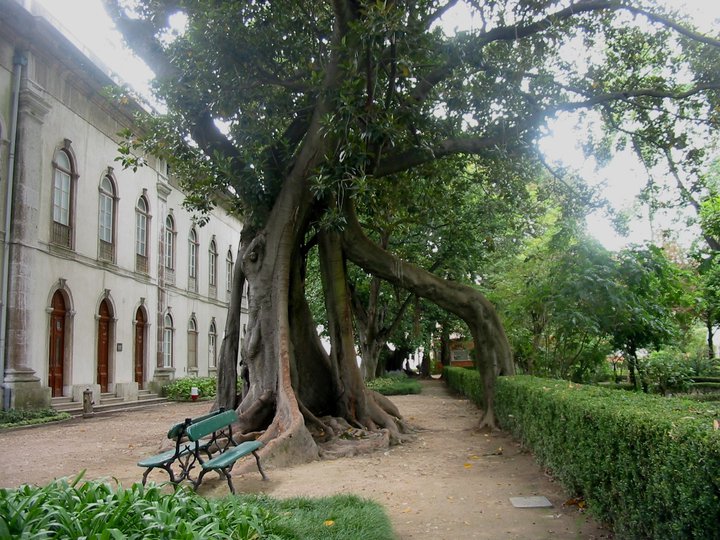 Vista do Jardim Botânico da Universidade de Lisboa