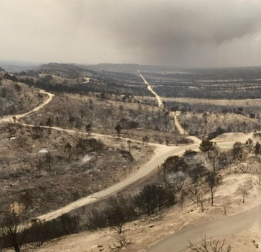 Pinhal de Leiria, 16 de Outubro de 2017. Fotografia retirada do Jornal de Leiria.